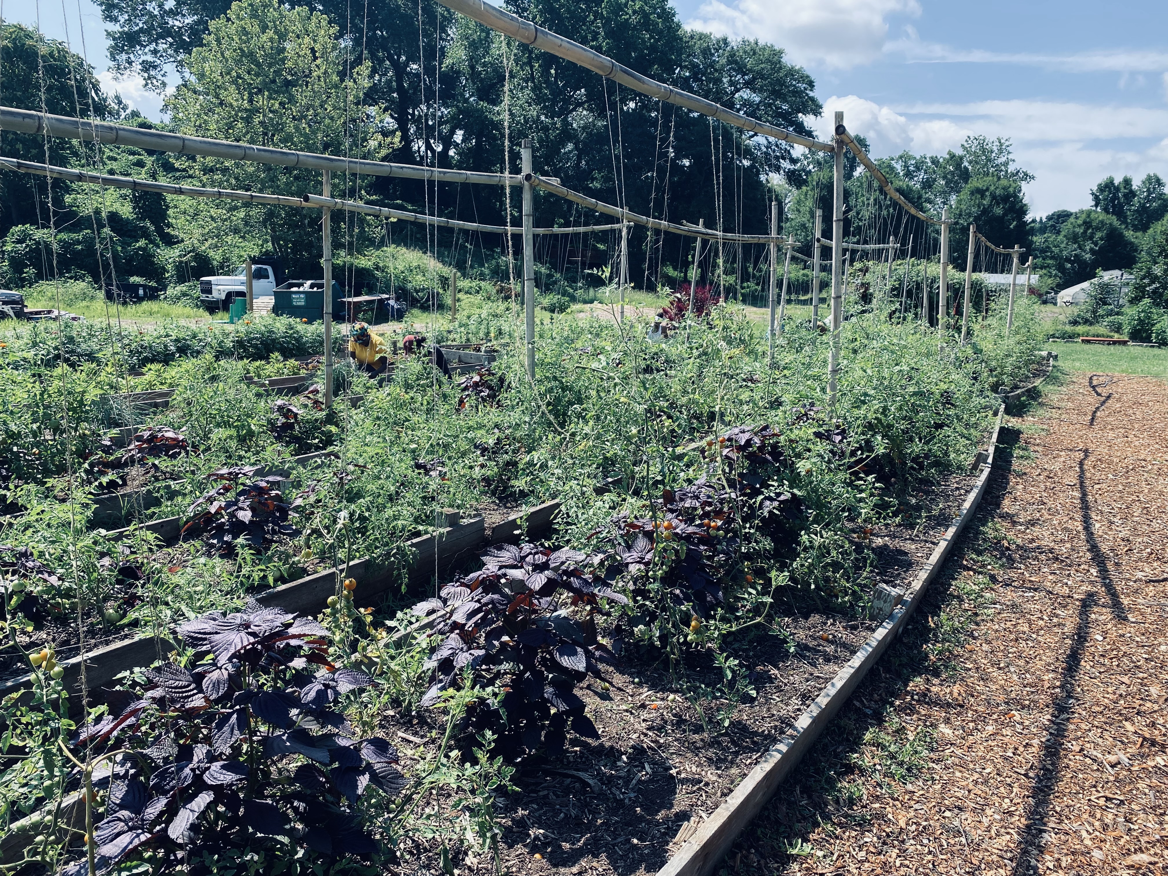 Raised vegetable bed rows