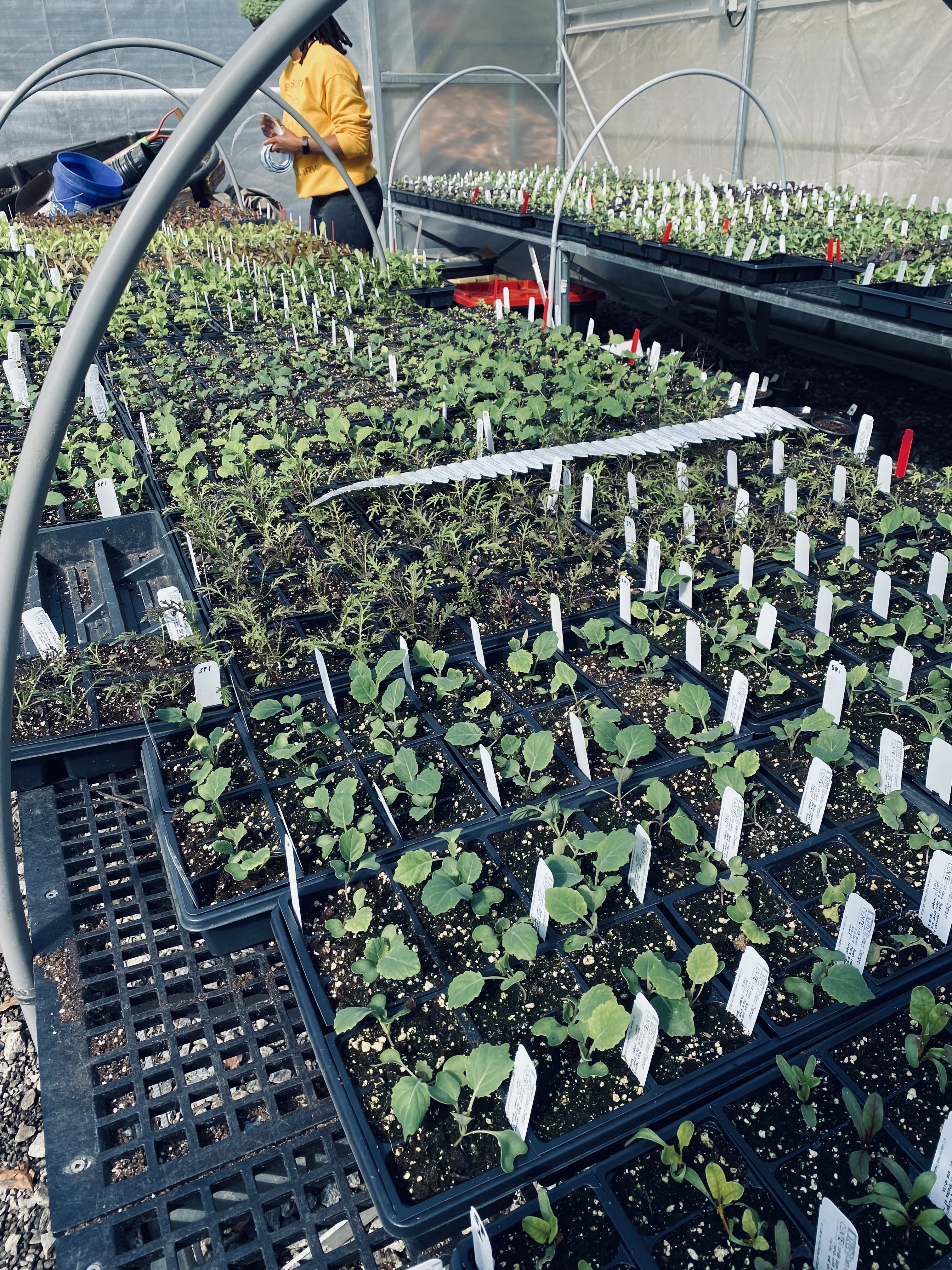 Vegetable seedlings growing in a greenhouse